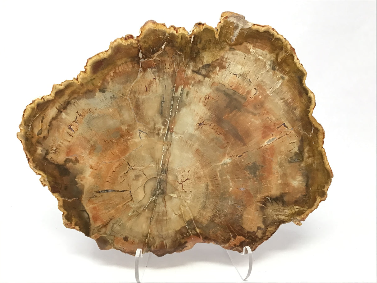 Madagascar Petrified Wood Slice with Natural Bark Edge - Medium on Lucite Easel