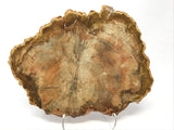 Madagascar Petrified Wood Slice with Natural Bark Edge - Medium on Lucite Easel