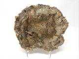 Madagascar Petrified Wood Slice with Natural Bark Edge - Medium on Lucite Easel