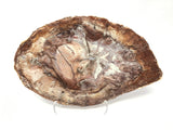 Madagascar Petrified Wood Slice with Natural Bark Edge - Medium on Lucite Easel