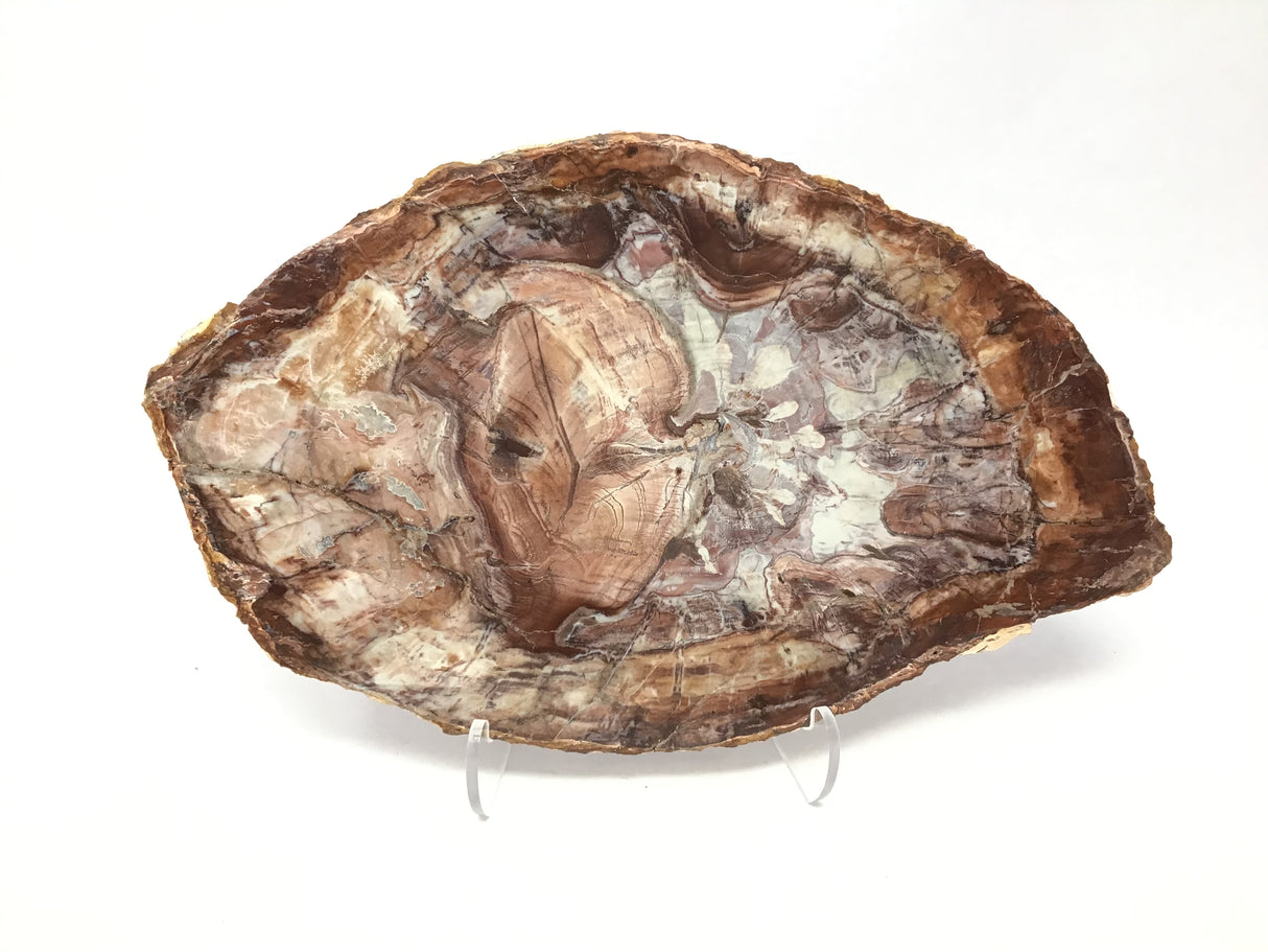 Madagascar Petrified Wood Slice with Natural Bark Edge - Medium on Lucite Easel