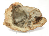 Madagascar Petrified Wood Slice with Natural Bark Edge - Medium on Lucite Easel