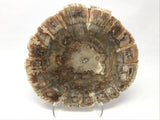 Madagascar Petrified Wood Slice with Natural Bark Edge - Medium on Lucite Easel