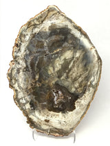 Madagascar Petrified Wood Slice with Natural Bark Edge - Medium on Lucite Easel