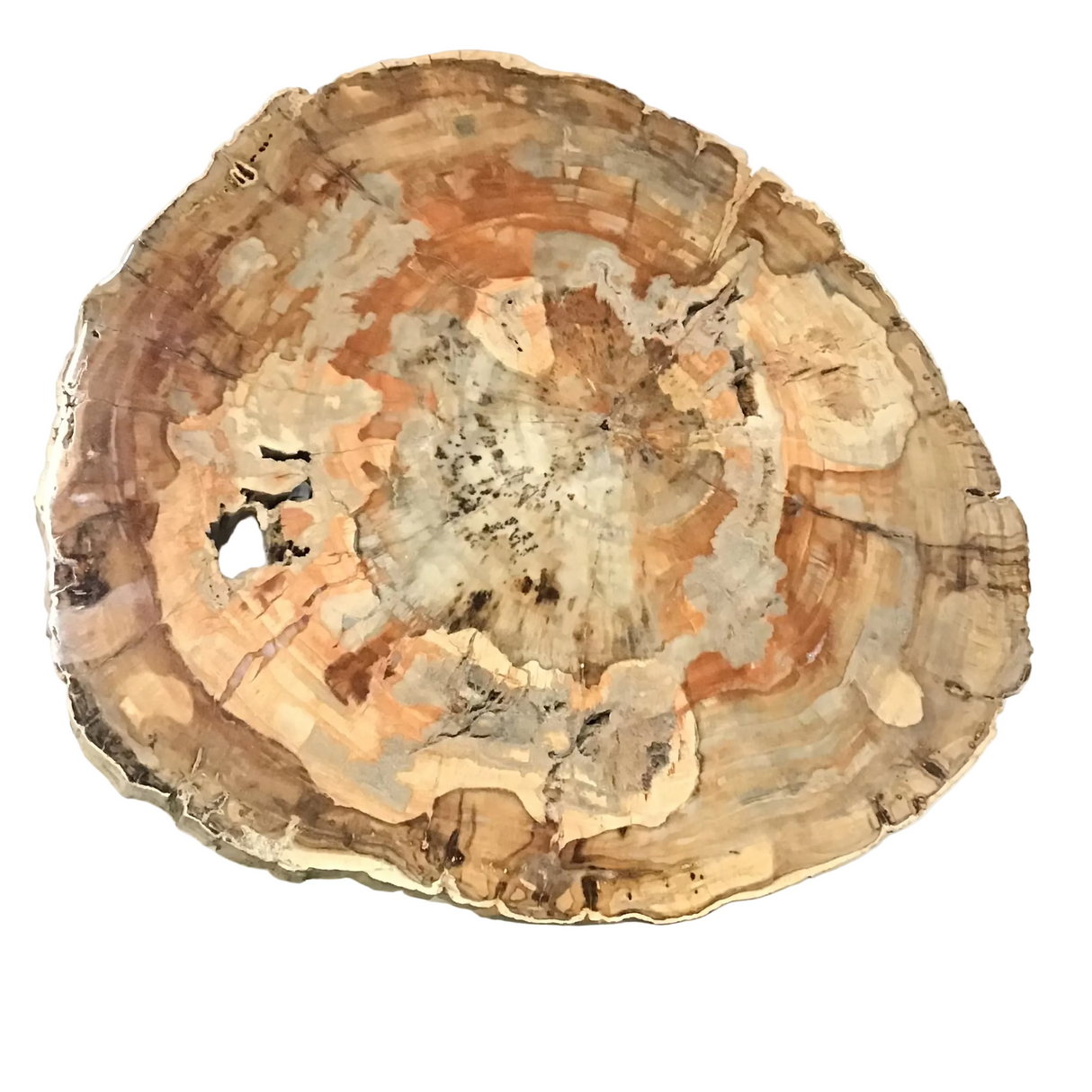 Madagascar Petrified Wood Slice With Browns & Red & Grays