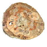 Madagascar Petrified Wood Slice With Browns & Red & Grays
