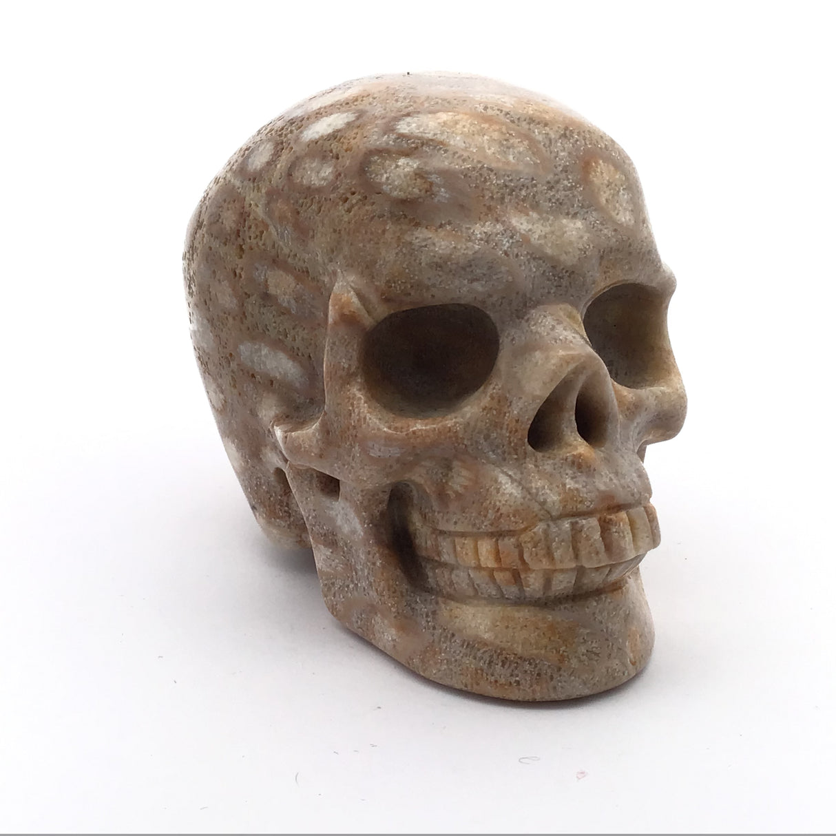 A+ Fossilized Coral Skull Carving - 3"