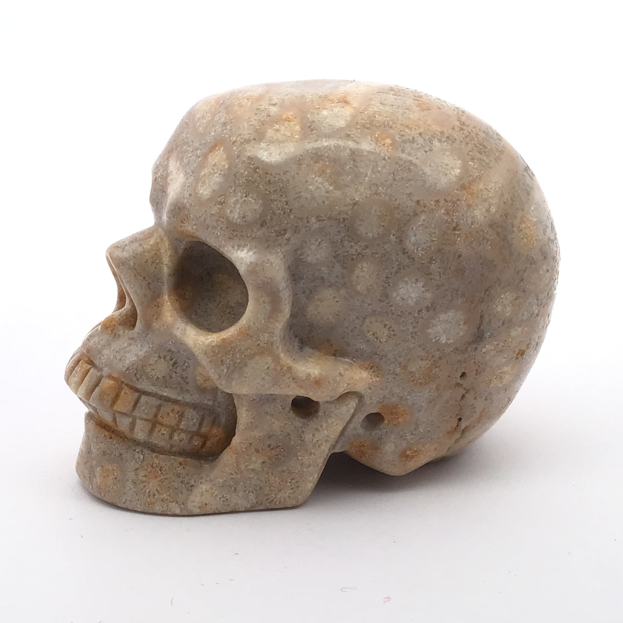 A+ Fossilized Coral Skull Carving - 3"