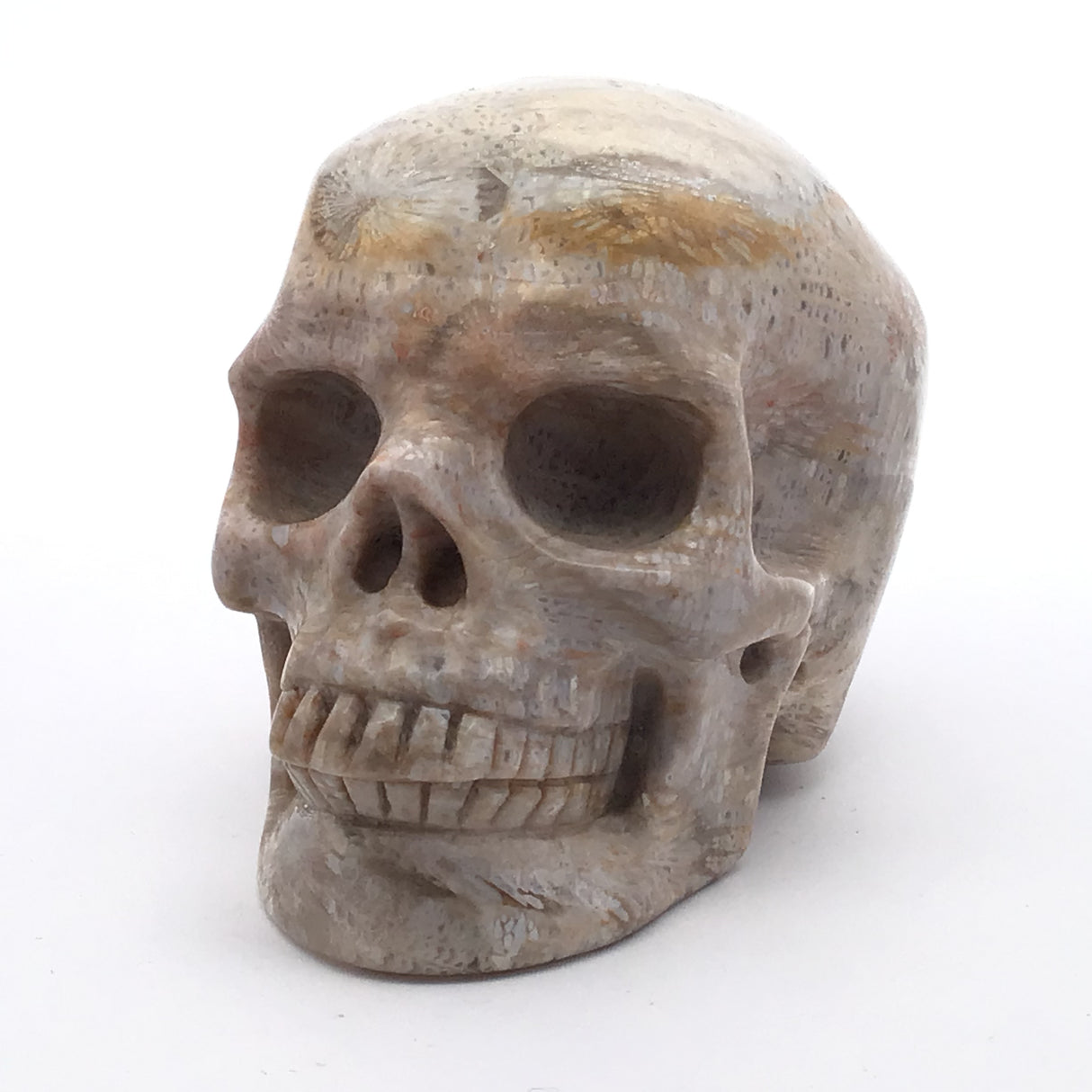 A+ Fossilized Coral Skull Carving - 3"