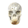A+ Fossilized Coral Skull Carving - 4"