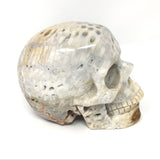 A+ Fossilized Coral Skull Carving - 4"