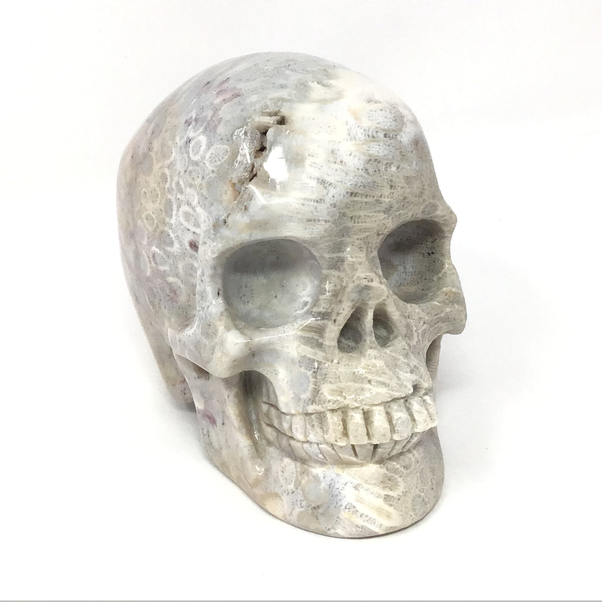 A+ Fossilized Coral Skull Carving - 4"