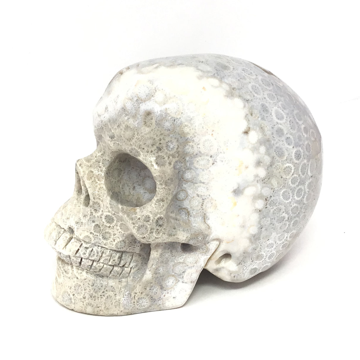 A+ Fossilized Coral Skull Carving - 4"