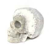 A+ Fossilized Coral Skull Carving - 4"