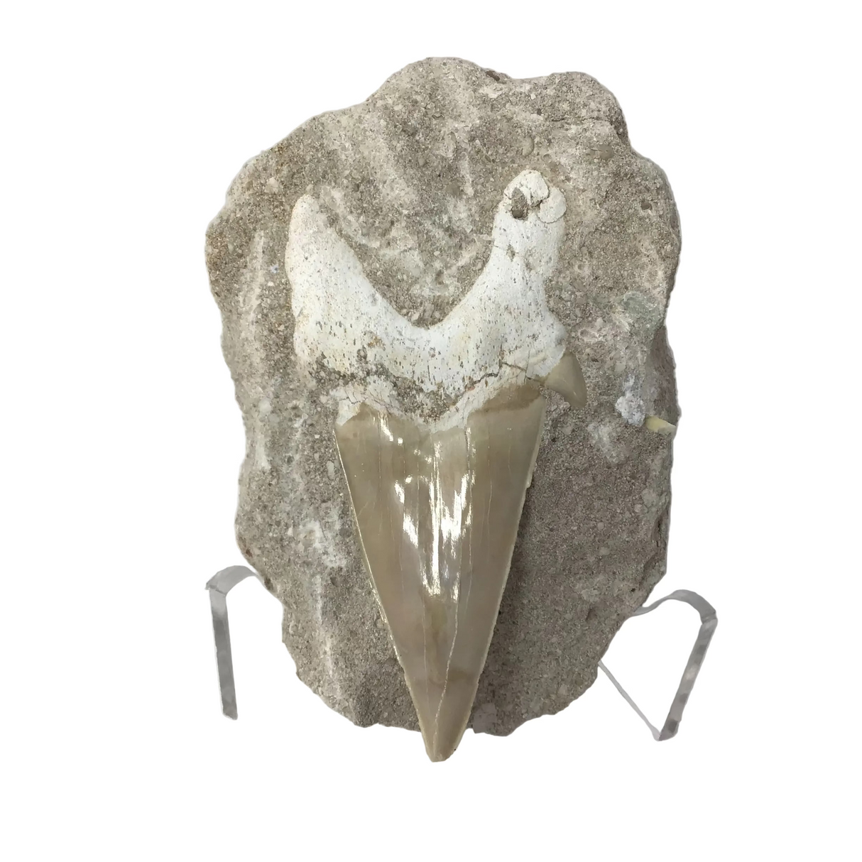 Otudus Shark Tooth in Seabed Matrix - Protruded Tooth