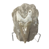 Otudus Shark Tooth in Seabed Matrix - Protruded Tooth