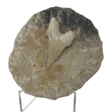 Otudus Shark Tooth in Seabed Matrix - Protruded Tooth