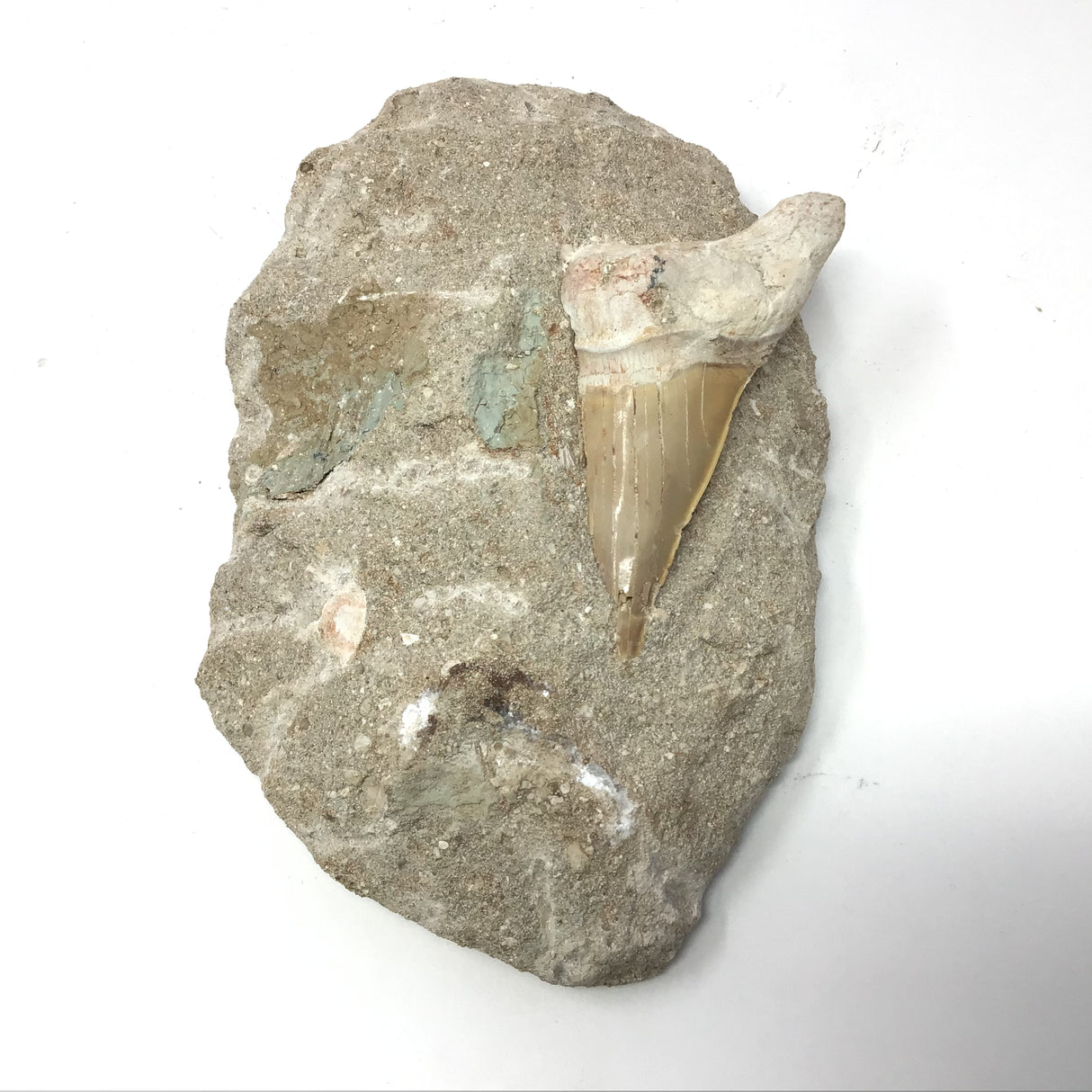 Otudus Shark Tooth in Seabed Round Matrix