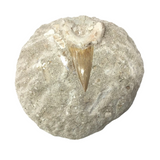 Otudus Shark Tooth in Seabed Round Matrix