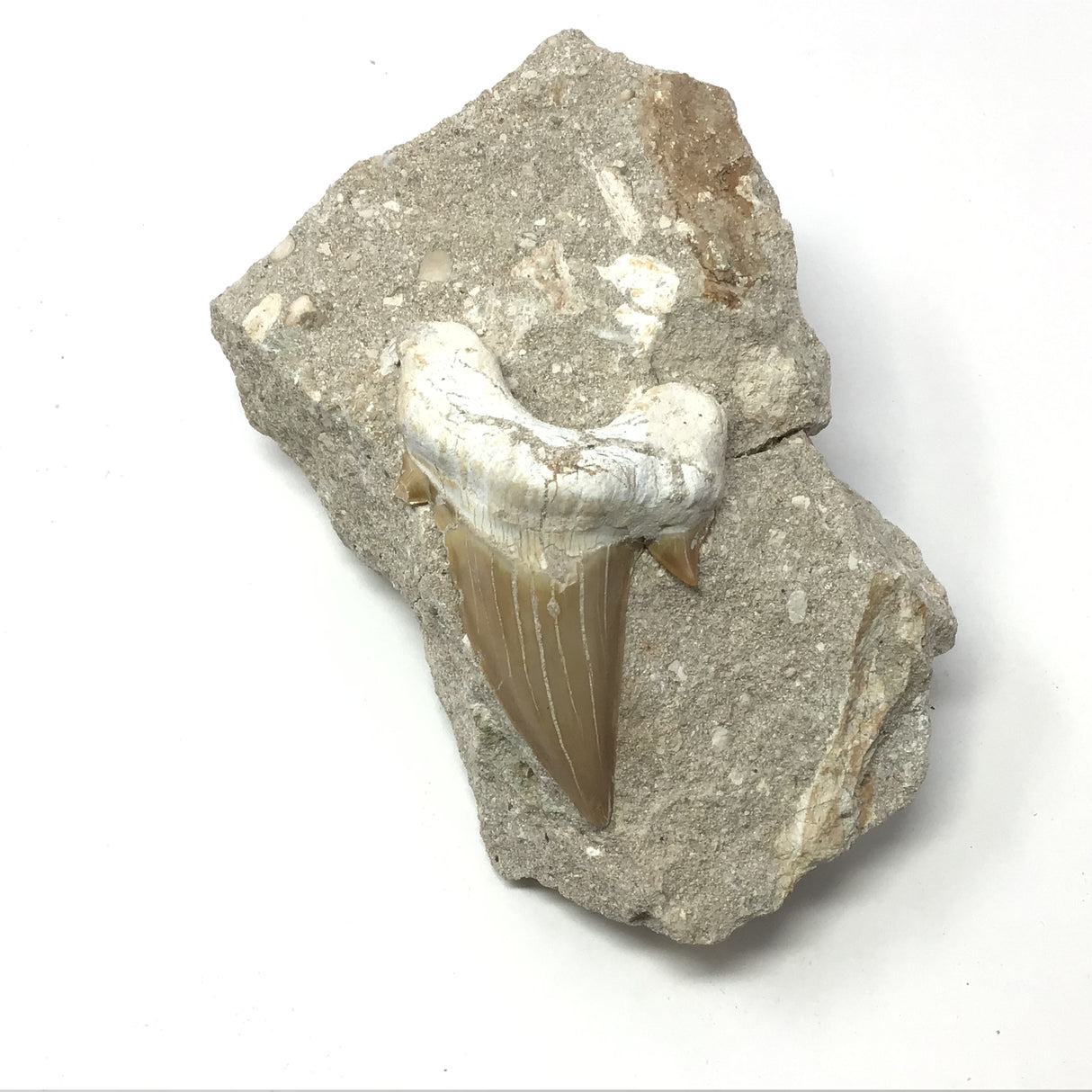 Otudus Shark Tooth in Seabed Matrix