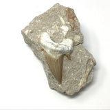 Otudus Shark Tooth in Seabed Matrix