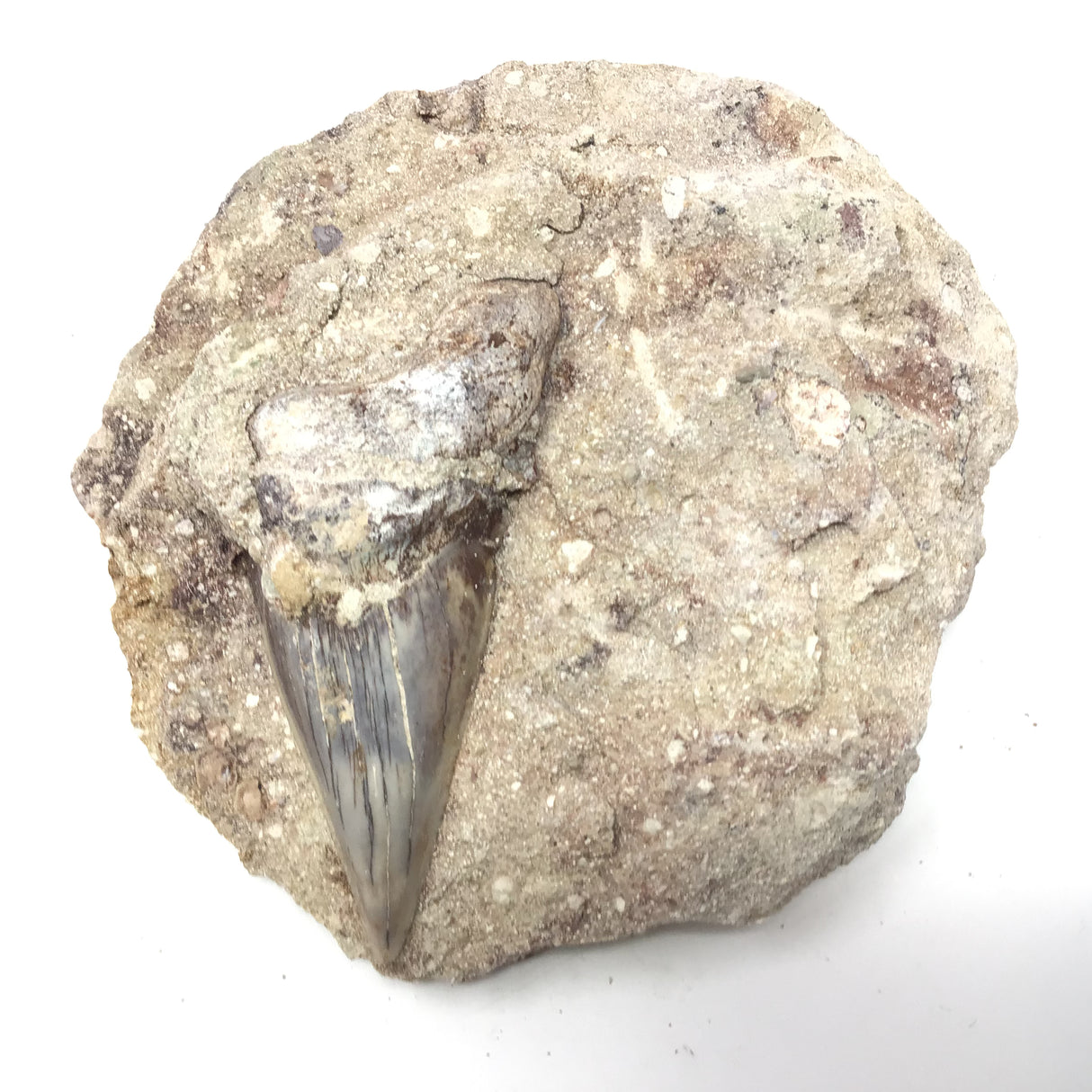 Otudus Shark Tooth in Seabed Embedded Matrix