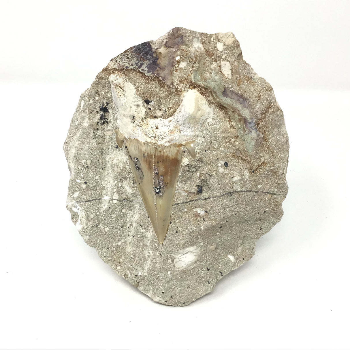 Otudus Shark Tooth in Seabed Embedded Matrix