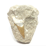 Otudus Shark Tooth in Seabed Embedded Matrix