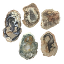 Madagascar Petrified Wood Slices - Colorful Slices on Lucite Stands - Sold In Singles