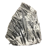 Orthoceras Fossil Plaque on Rebar Stand ( Not Included)