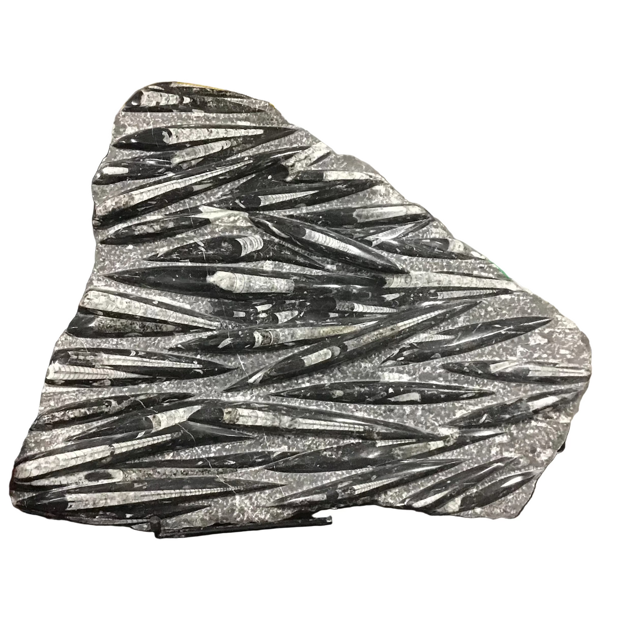 Orthoceras Fossil Plaque on Rebar Stand ( Not Included)