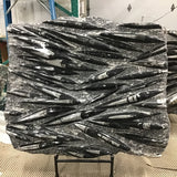 Orthoceras Fossil Plaque on Rebar Stand ( Not Included)