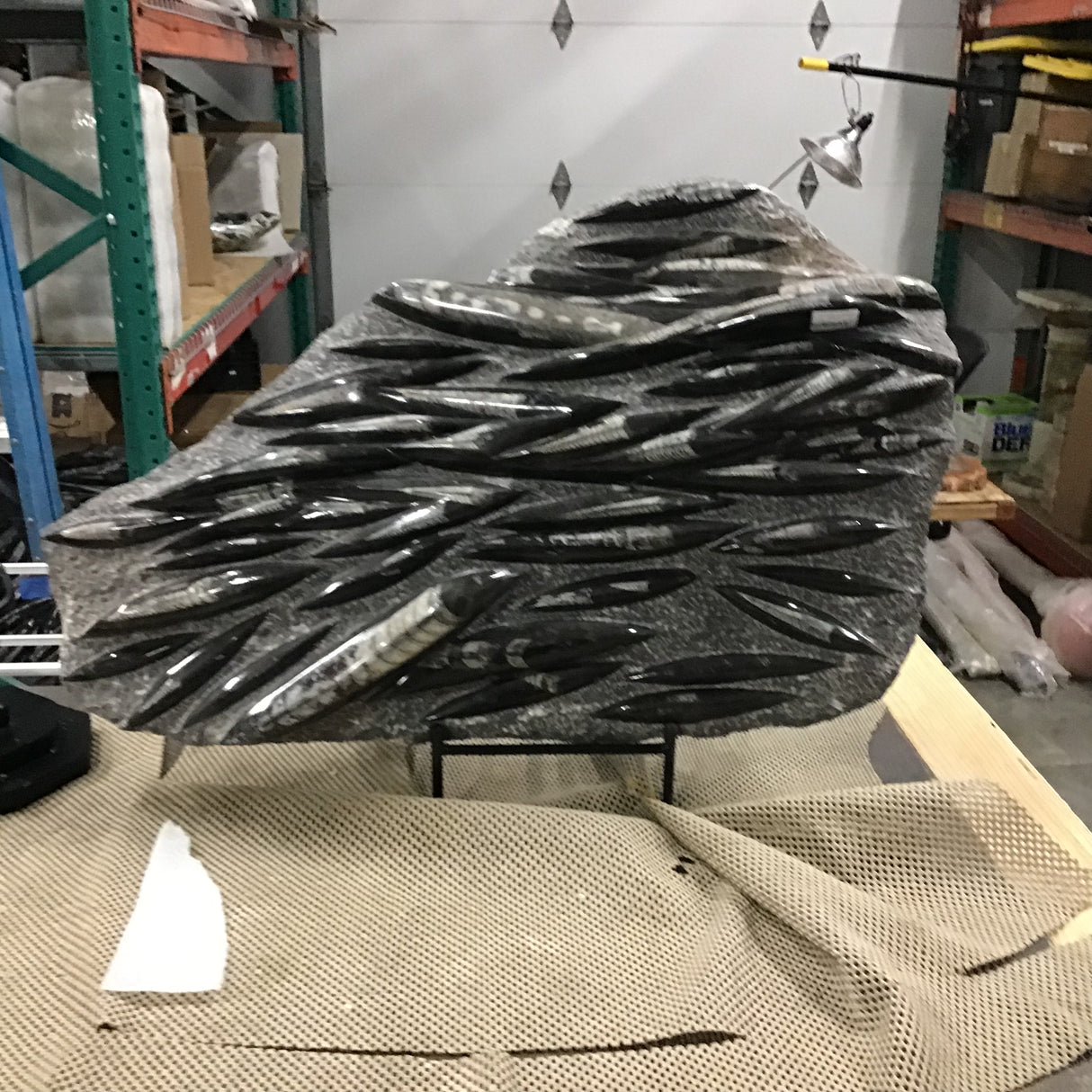 Orthoceras Fossil Plaque on Rebar Stand ( Not Included)