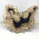 Indonesian Petrified Wood Slice with Blacks & Tan Tones on Lucite Easel Stand