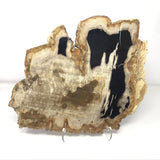 Indonesian Petrified Wood Slice with Blacks & Tan Tones on Lucite Easel Stand