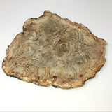 Indonesian Petrified Wood Slice with Sepia Tones on Lucite Stand