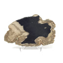 Indonesian Petrified Wood Slice with Black on Lucite Easel Stand