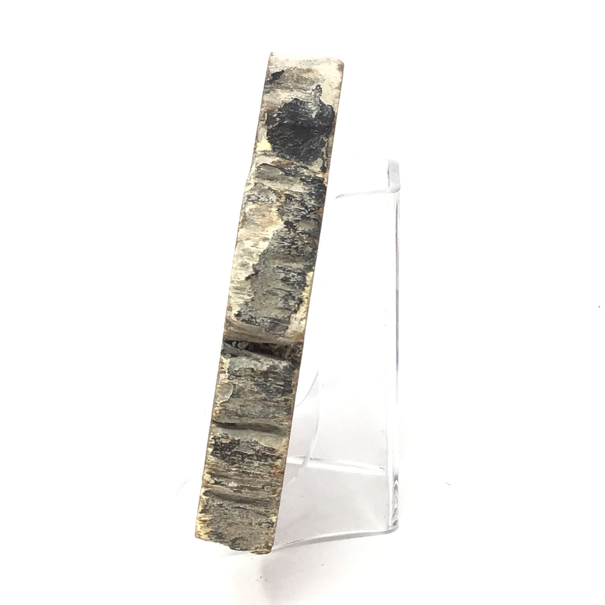 Indonesian Petrified Wood Slice with Black on Lucite Easel Stand
