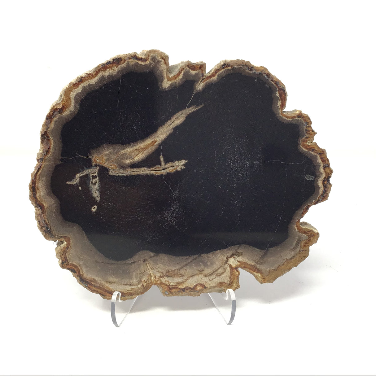 Indonesian Petrified Wood Slice with Black on Lucite Easel Stand