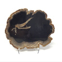 Indonesian Petrified Wood Slice with Black on Lucite Easel Stand