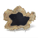 Indonesian Petrified Wood Slice with Black on Lucite Easel Stand
