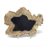 Indonesian Petrified Wood Slice with Black on Lucite Easel Stand
