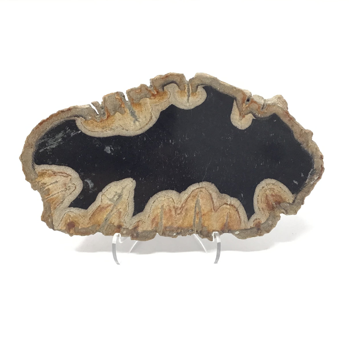 Indonesian Petrified Wood Slice with Black on Lucite Easel Stand