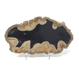 Indonesian Petrified Wood Slice with Black on Lucite Easel Stand