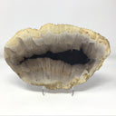 Indonesian Petrified Wood Slice with Black on Lucite Easel Stand