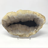 Indonesian Petrified Wood Slice with Black on Lucite Easel Stand