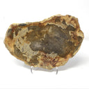 Indonesian Petrified Wood Slice with Brindle Patterns on Lucite Easel Stand