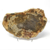 Indonesian Petrified Wood Slice with Brindle Patterns on Lucite Easel Stand