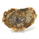 Indonesian Petrified Wood Slice with Brindle Patterns on Lucite Easel Stand