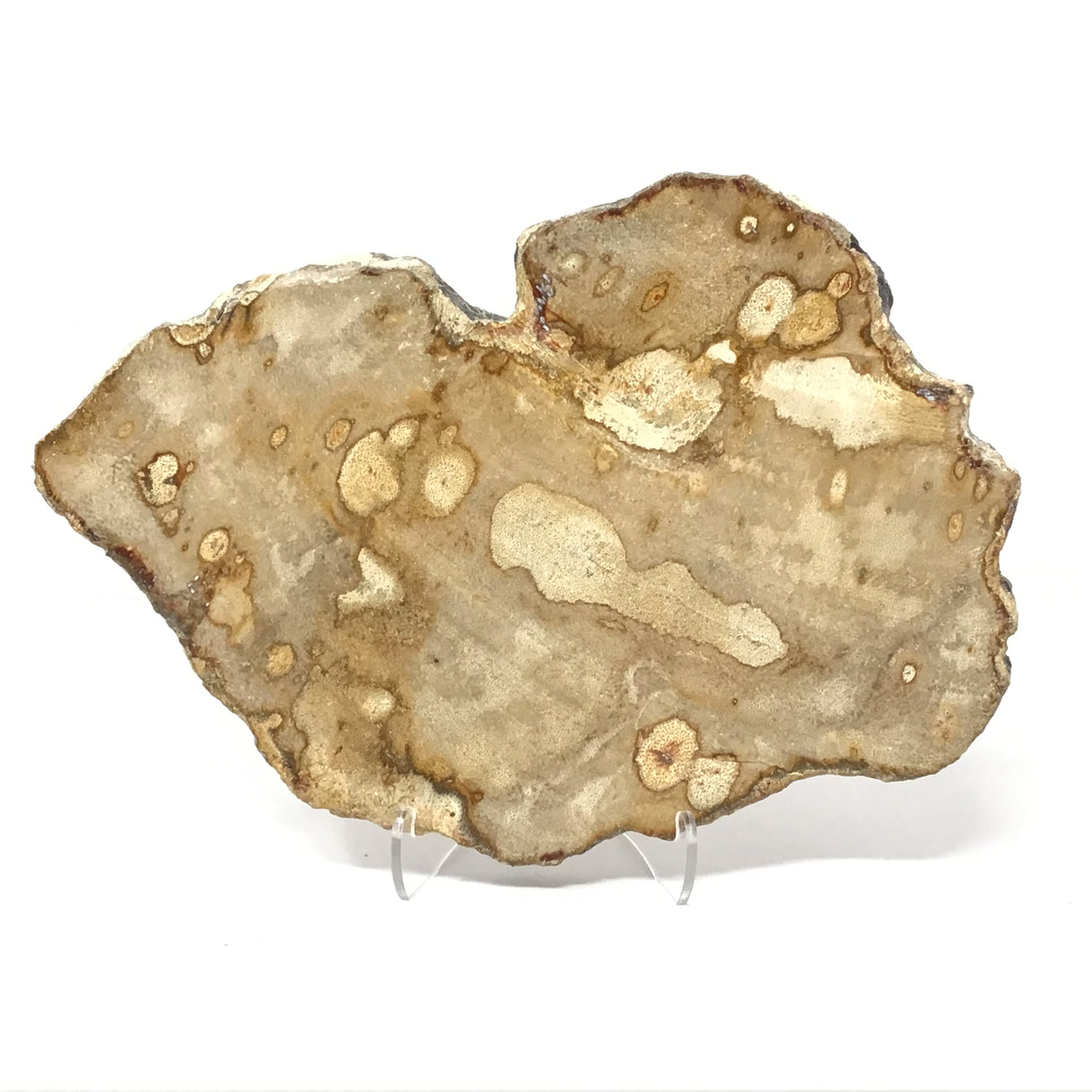 Indonesian Petrified Wood Slice with Brindle Patterns on Lucite Easel Stand
